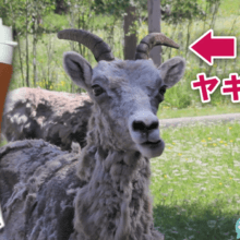 コーヒータンブラー