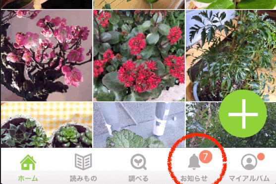 お知らせアイコン位置「GreenSnap」ガーデニングも失敗しない！写真から植物名も育て方もわかるアプリ